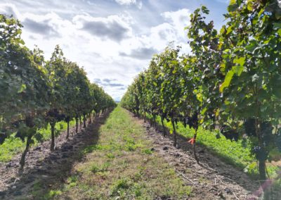 Vineyard at Niagara on the Lake