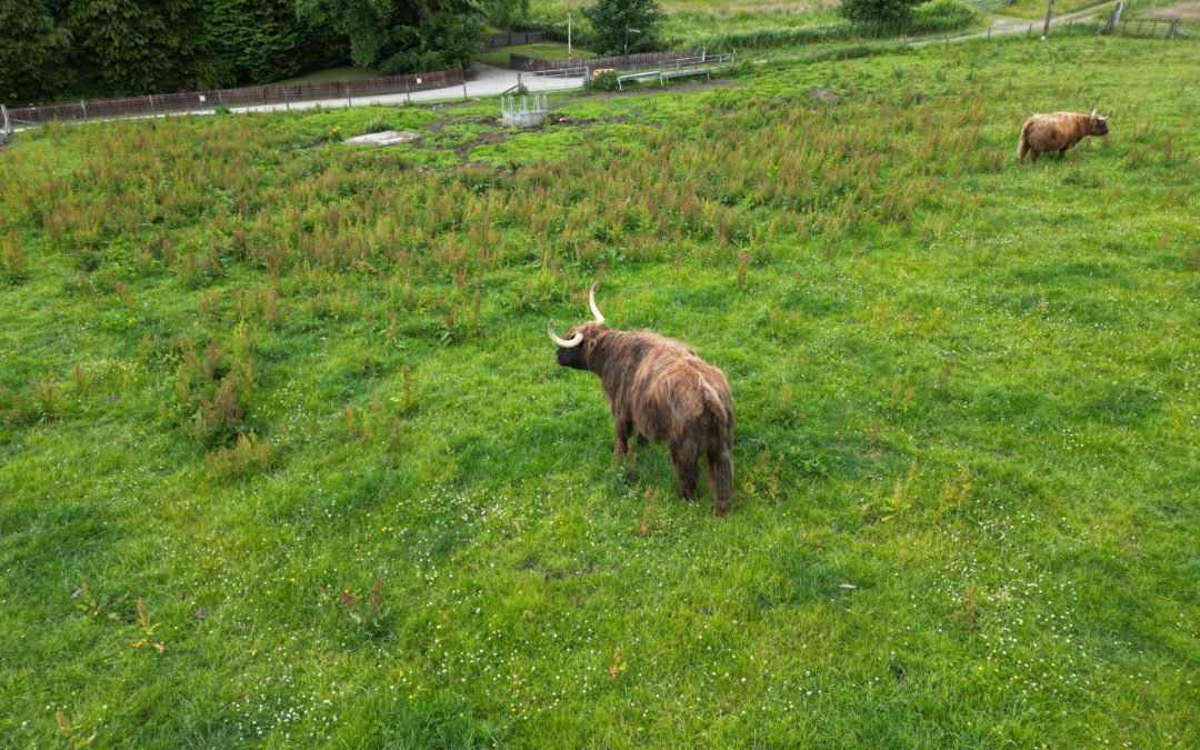Heilen Coo (Highland Cow)