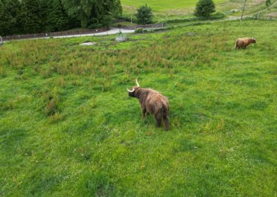 Heilen Coo (Highland Cow)